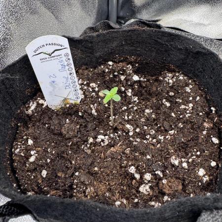 Auto Divine Rapier #2