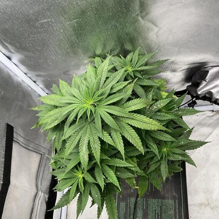 Januars Grow