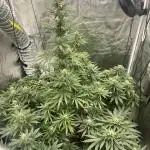Ganja Farmer Run 2025