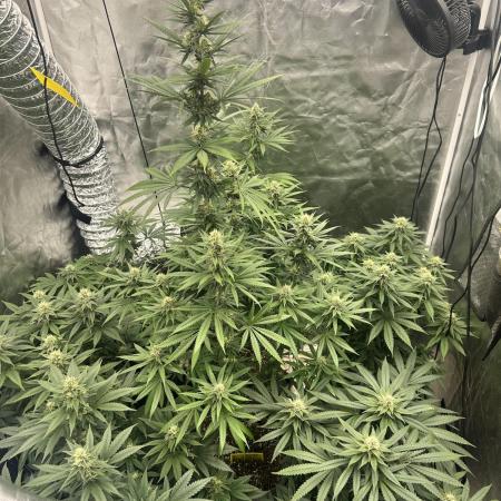 Ganja Farmer Run 2025
