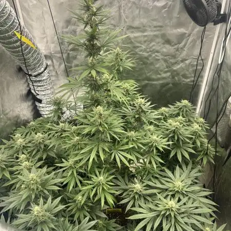 Ganja Farmer Run 2025