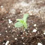 Auto Cinderella Jack Outdoor 2025