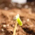 Auto Frozen Biscotti - Outdoor 2025