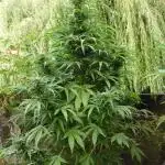 Auto Daiquiri Lime Outdoor 2025