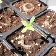 Orange Bud 2.0 with new setup :D