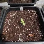 Auto Cinderella Jack Outdoor 2025