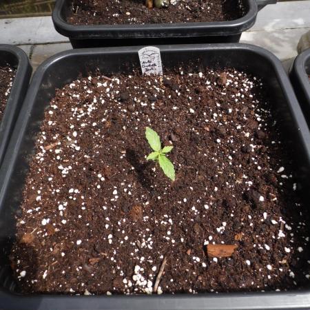 Auto Cinderella Jack Outdoor 2025