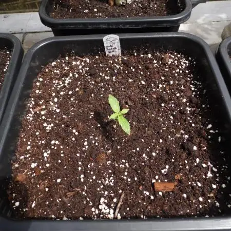 Auto Cinderella Jack Outdoor 2025