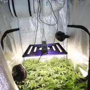 Orange Bud 2.0 with new setup :D