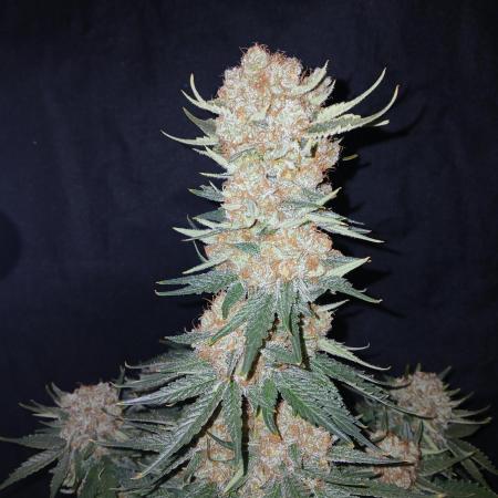 Photo contest Dutch Passion & Super Sativa Seed Club Strain B
