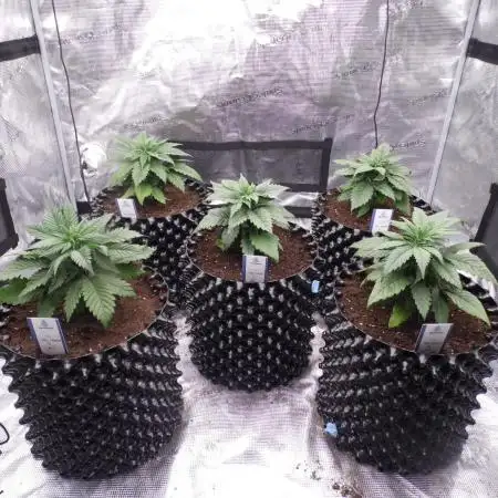 Photo contest Dutch Passion & Super Sativa Seed Club Strain B