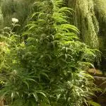 Auto Daiquiri Lime Outdoor 2025