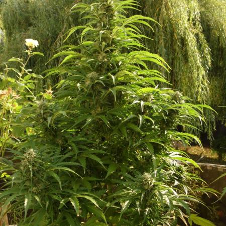 Auto Daiquiri Lime Outdoor 2025