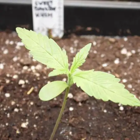 SSSC - Auto Sweet Bourbon Kush Outdoor25