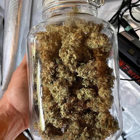 Eternity grow cup 2025 - Runtz auto Zamnesia -PLAGRON
