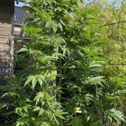 super sativa seed club fast version B