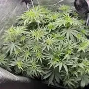 Grounded Genetiks Part 1