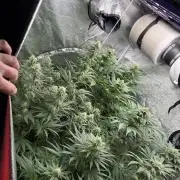 Grounded Genetiks Part 1