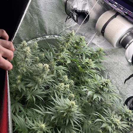 Grounded Genetiks Part 1