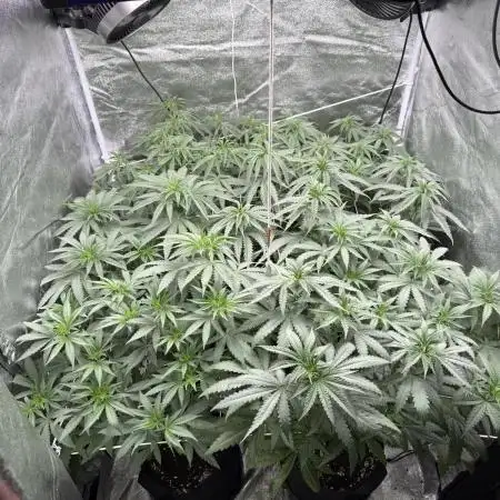 Greenhouse Cycle Part 1