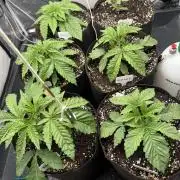 Perfect Tree run Nr.1. / Lemonnade