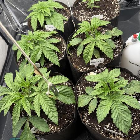 Perfect Tree run Nr.1. / Lemonnade