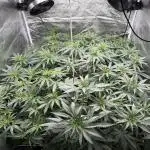 Greenhouse Cycle Part 1