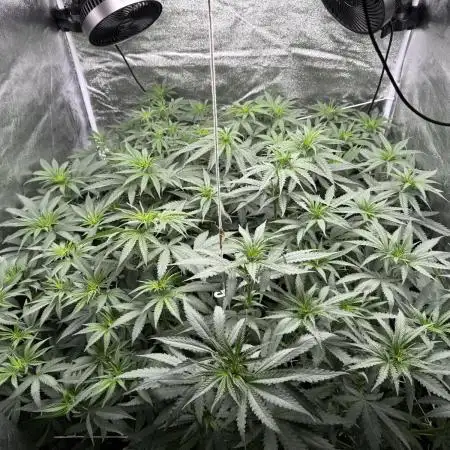 Greenhouse Cycle Part 1