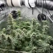 Grounded Genetiks Part 1