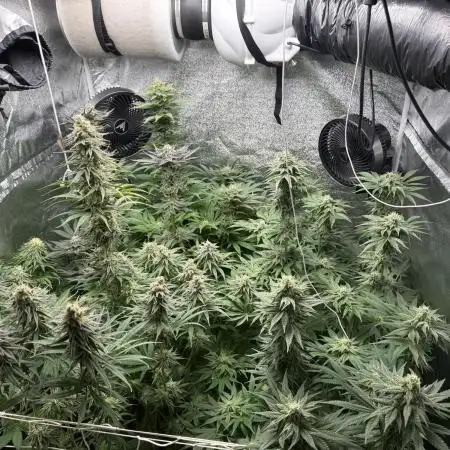 Grounded Genetiks Part 1