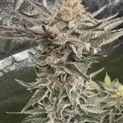 Grounded Genetiks Part 1