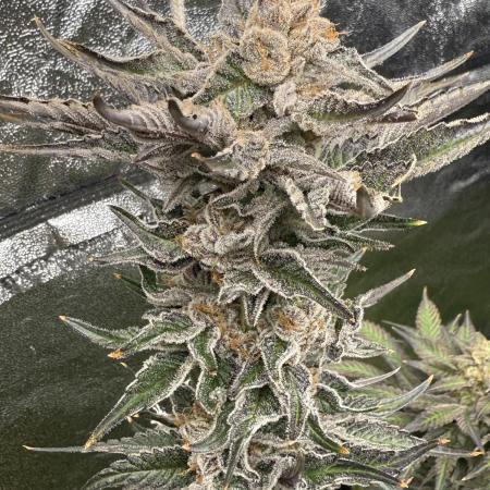 Grounded Genetiks Part 1