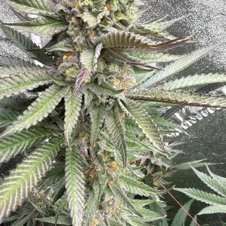 Cookies Grow Part 2