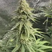 Grounded Genetiks Part 1