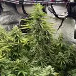 Greenhouse Cycle Part 1