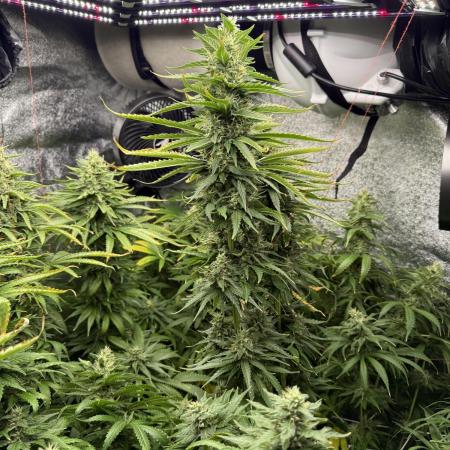 Greenhouse Cycle Part 1