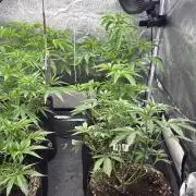 Perfect Tree run Nr.1. / Lemonnade