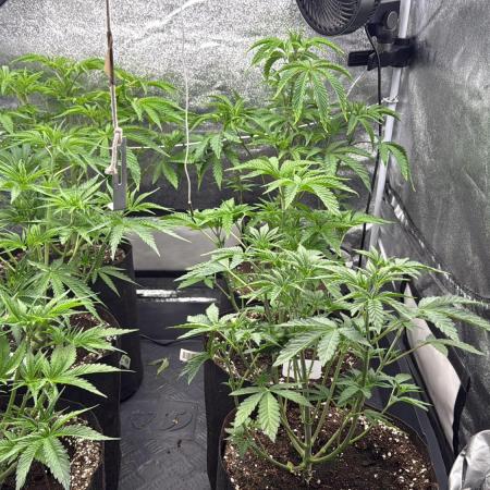 Perfect Tree run Nr.1. / Lemonnade