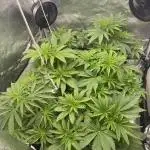 Grounded Genetiks Part 1