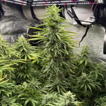Greenhouse Cycle Part 1