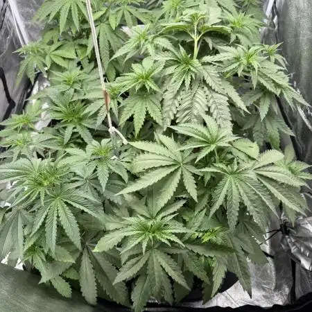 Greenhouse Cycle Part 1