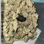 Grounded Genetiks Part 1