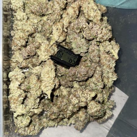 Grounded Genetiks Part 1