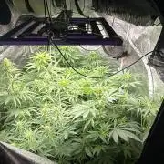 Grounded Genetiks Part 1