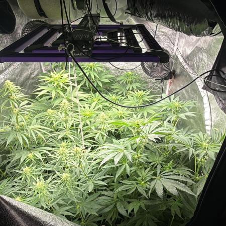 Grounded Genetiks Part 1