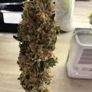 Greenhouse Cycle Part 1