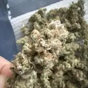 Grounded Genetiks Part 1