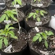 Perfect Tree run Nr.1. / Lemonnade