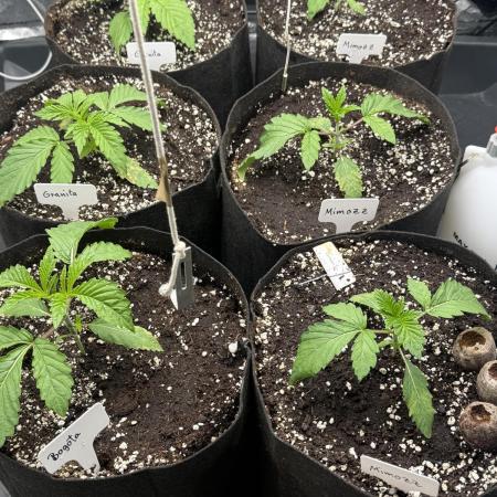 Perfect Tree run Nr.1. / Lemonnade