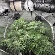 Grounded Genetiks Part 1